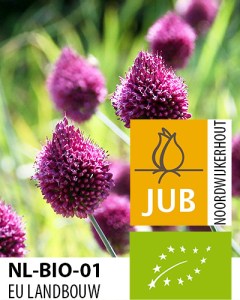 Allium sphaerocephalon.jpg